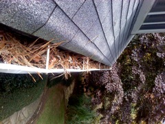 Get Your Dirty Gutters Cleaned by Roswell's Best Gutter Cleaners